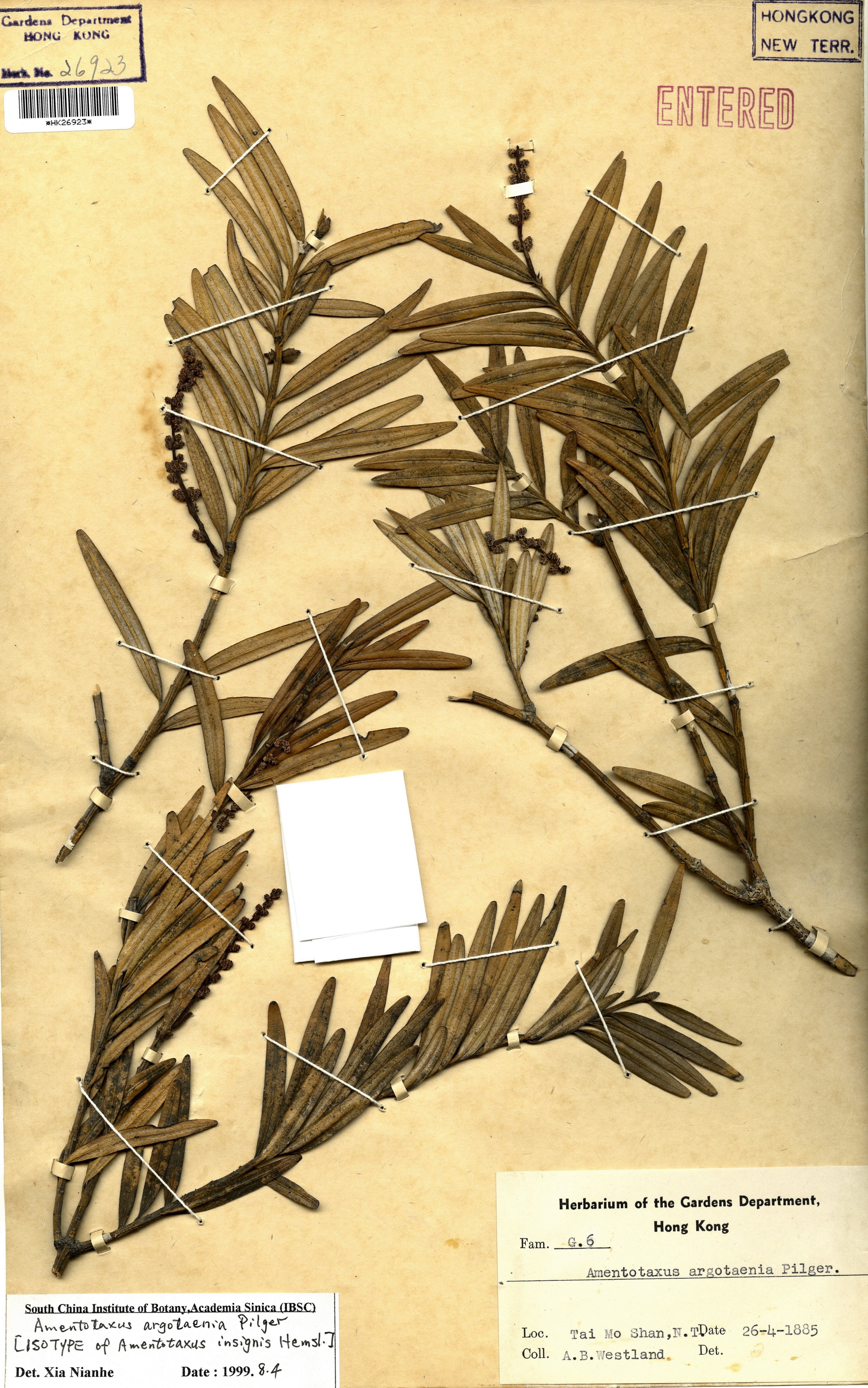  Amentotaxus argotaenia (Hance) Pilg.